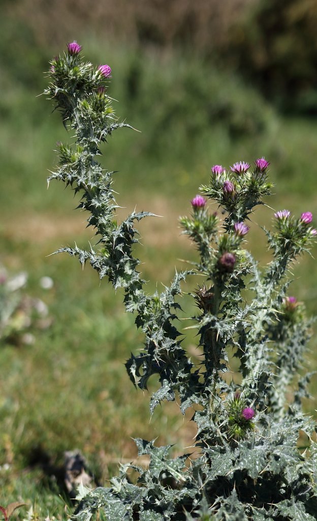 Carduus tenuiflorus (Slender Thistle)