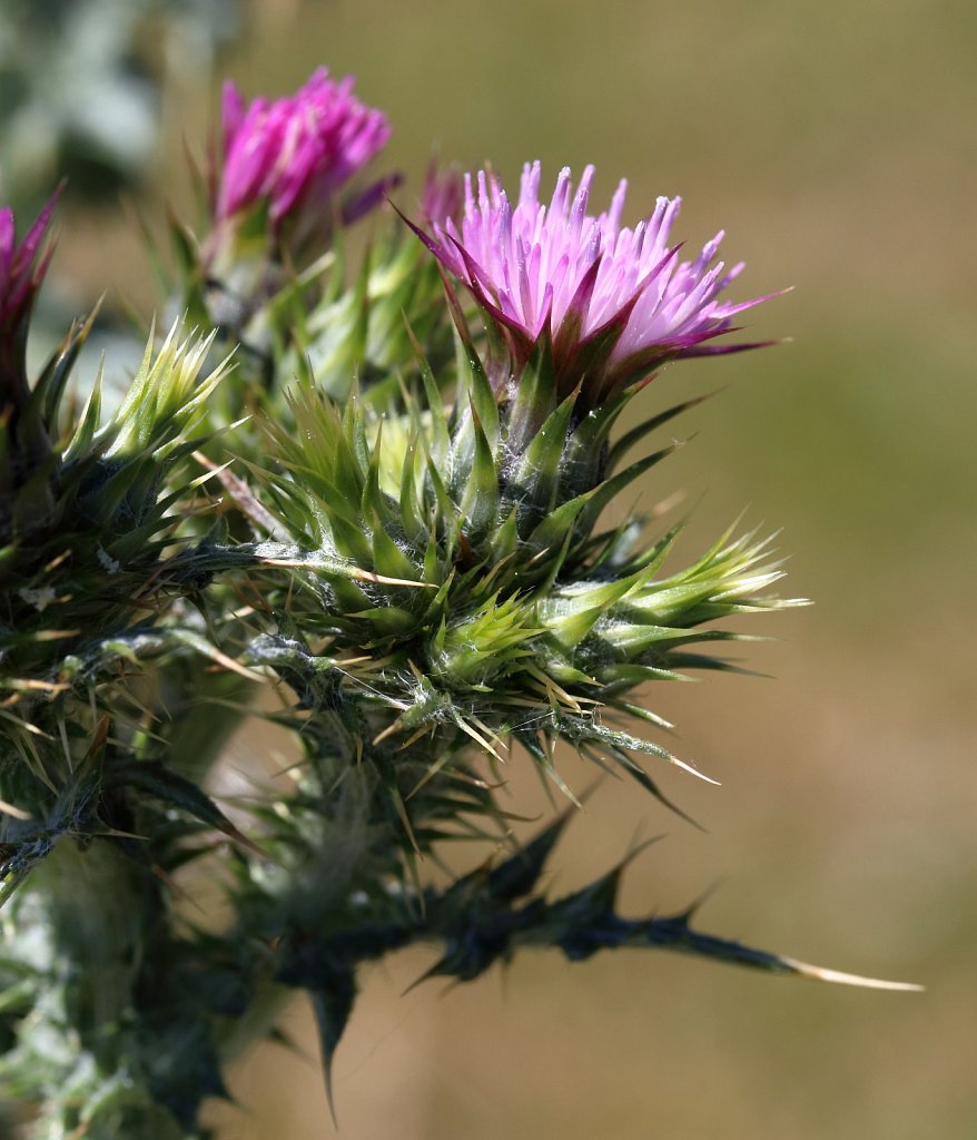 Carduus tenuiflorus (Slender Thistle)