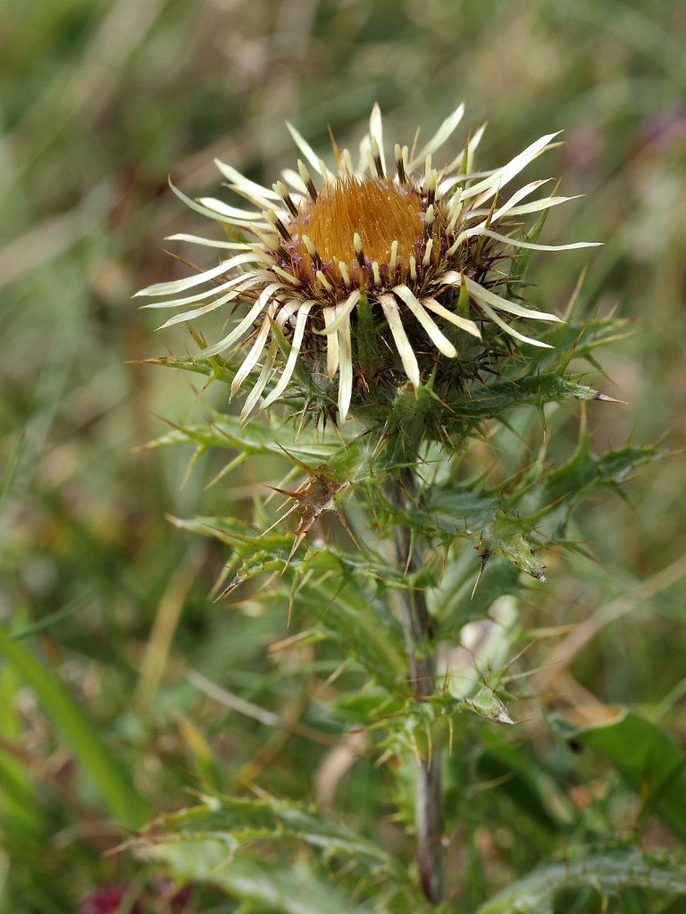 Carlina vulgaris (Carline Thistle)