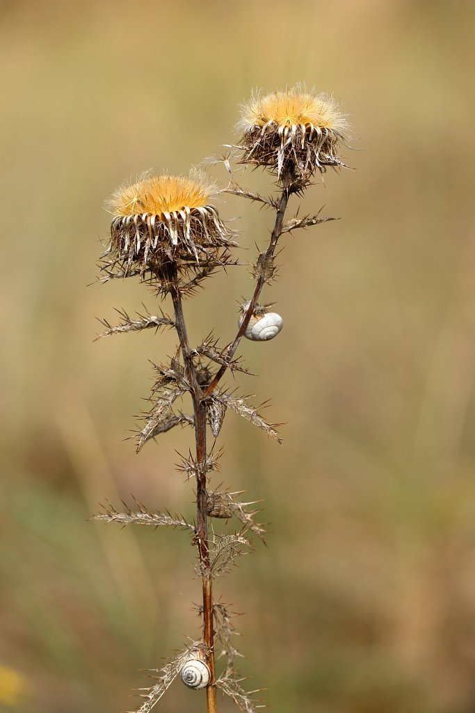 Carlina vulgaris (Carline Thistle)