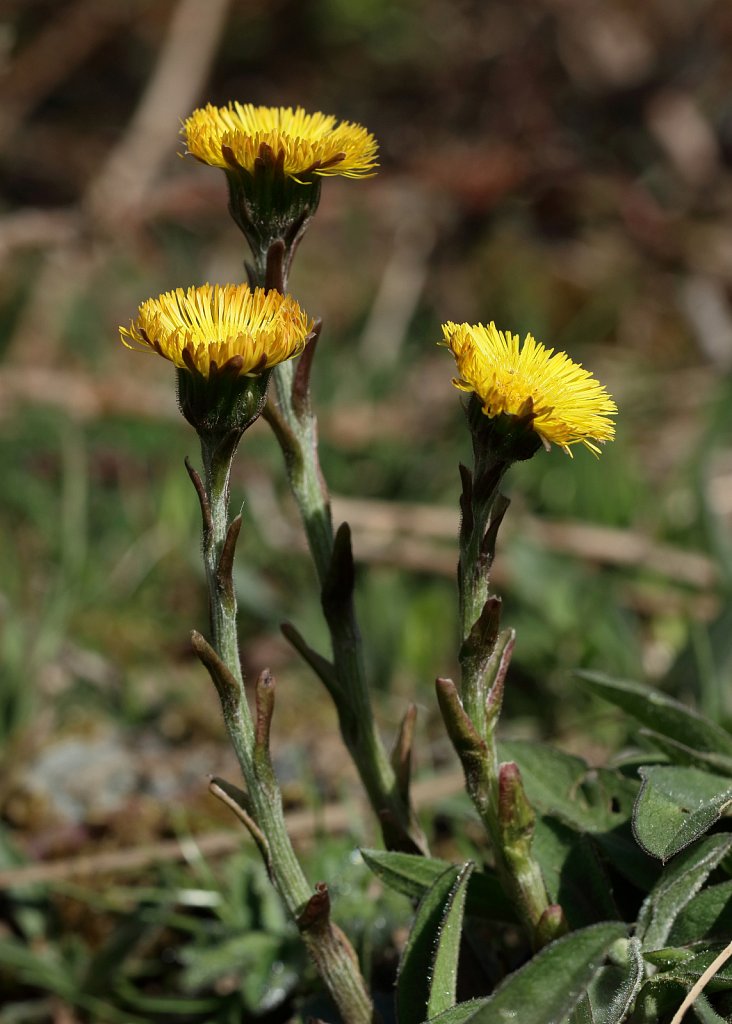 Tussilago farfara (Colt's-foot)