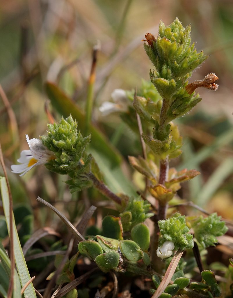 Euphrasia nemorosa (Common Eyebright)