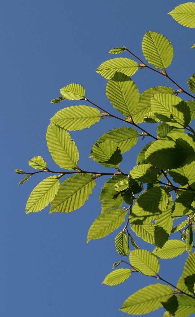 Carpinus betulus (Hornbeam)