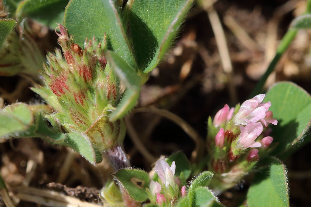 Trifolium striatum (Knotted Clover)