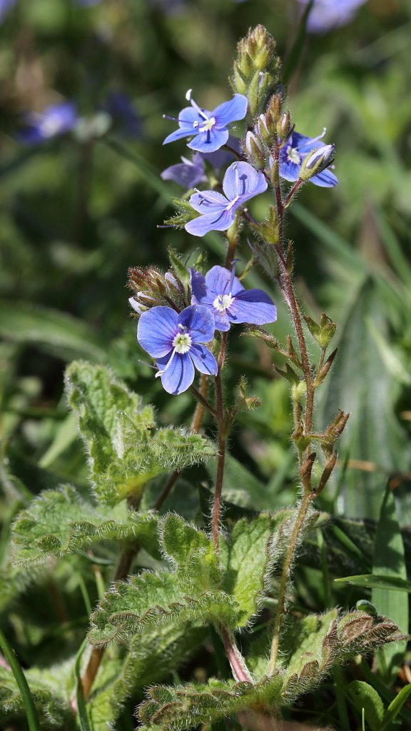 Veronica chamaedrys (Germander Speedwell)