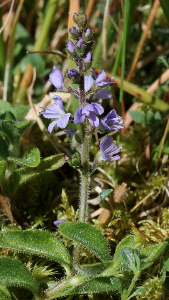 Veronica officinalis (Heath Speedwell)