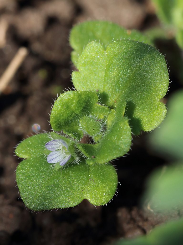 Veronica hederifolia ssp lucorum (Ivy-leaved Speedwell)