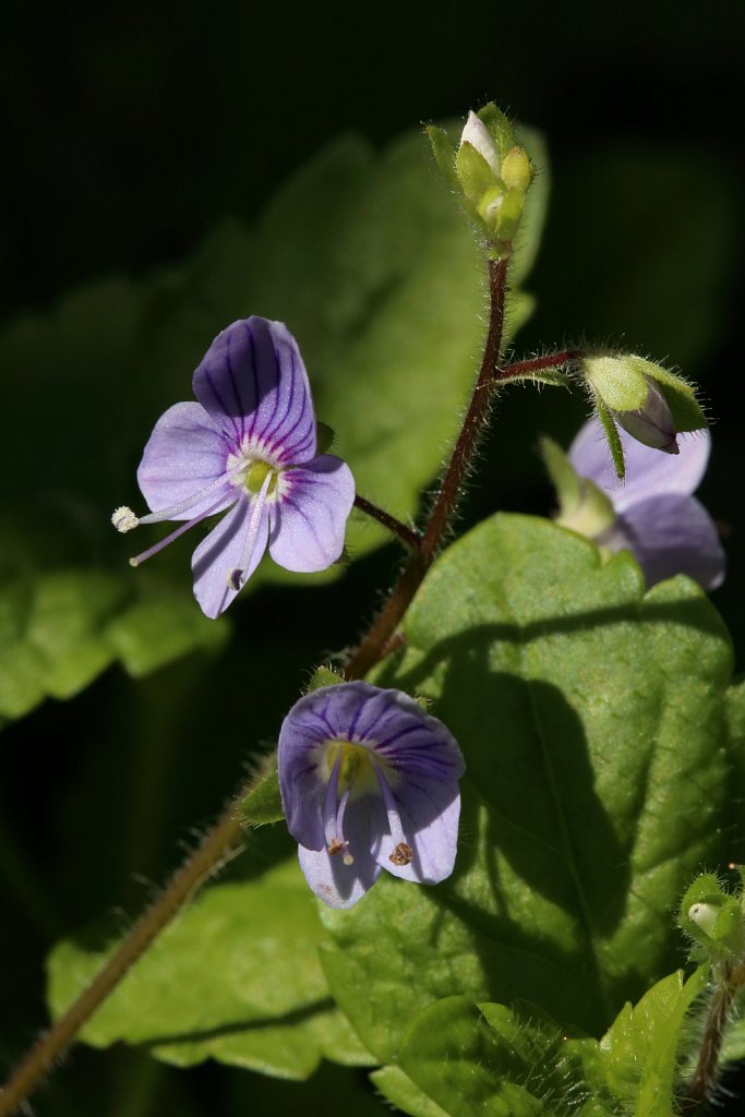 Veronica montana (Wood Speedwell)