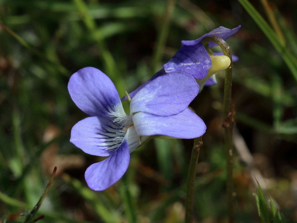 Viola canina (Heath Dog-violet)