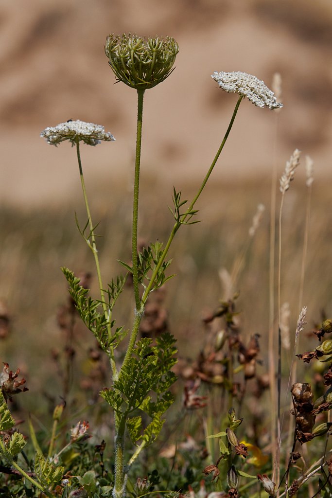 Daucus carota ssp. carota (Wild Carrot)