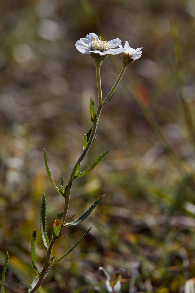 Achillea ptarmica (Sneezewort)