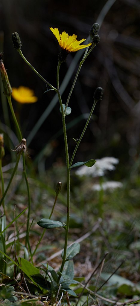 Hieracium umbellatum sect. hieracioides