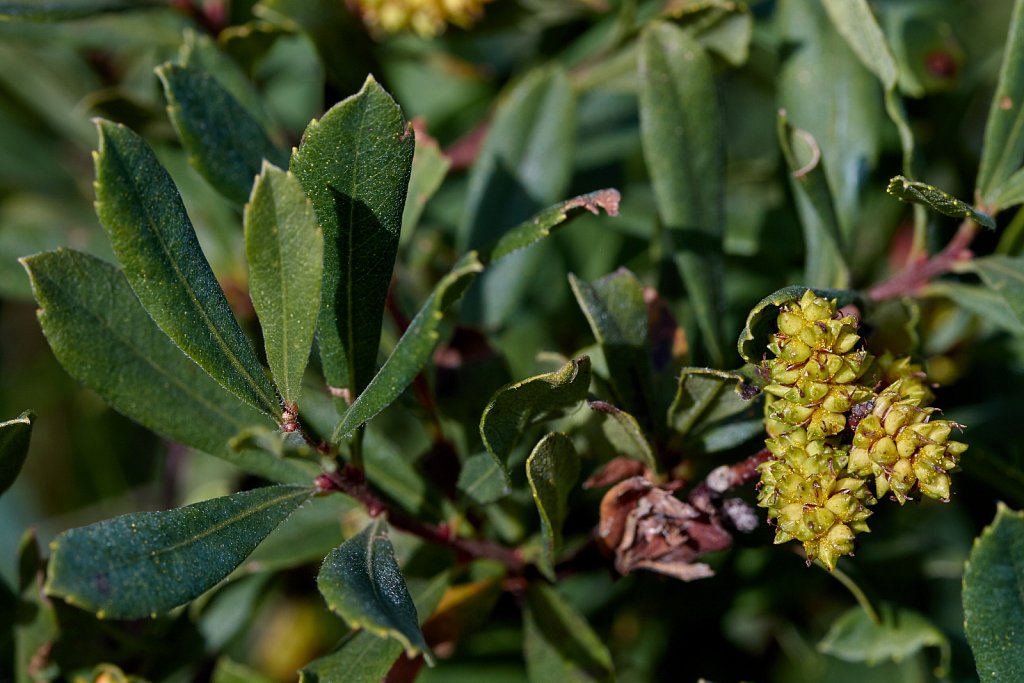 Myrica gale (Bog Myrtle)