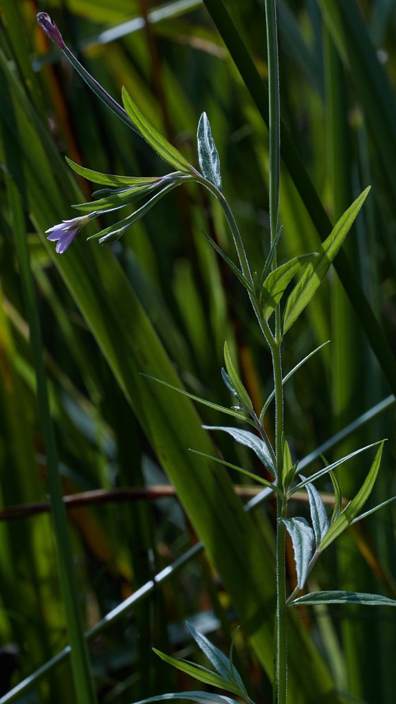 Epilobium palustre (Marsh Willowherb)