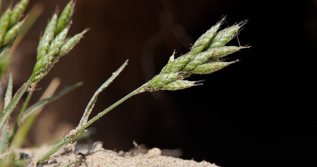 Bromus hordeaceus ssp thominei (Sand Soft Brome)