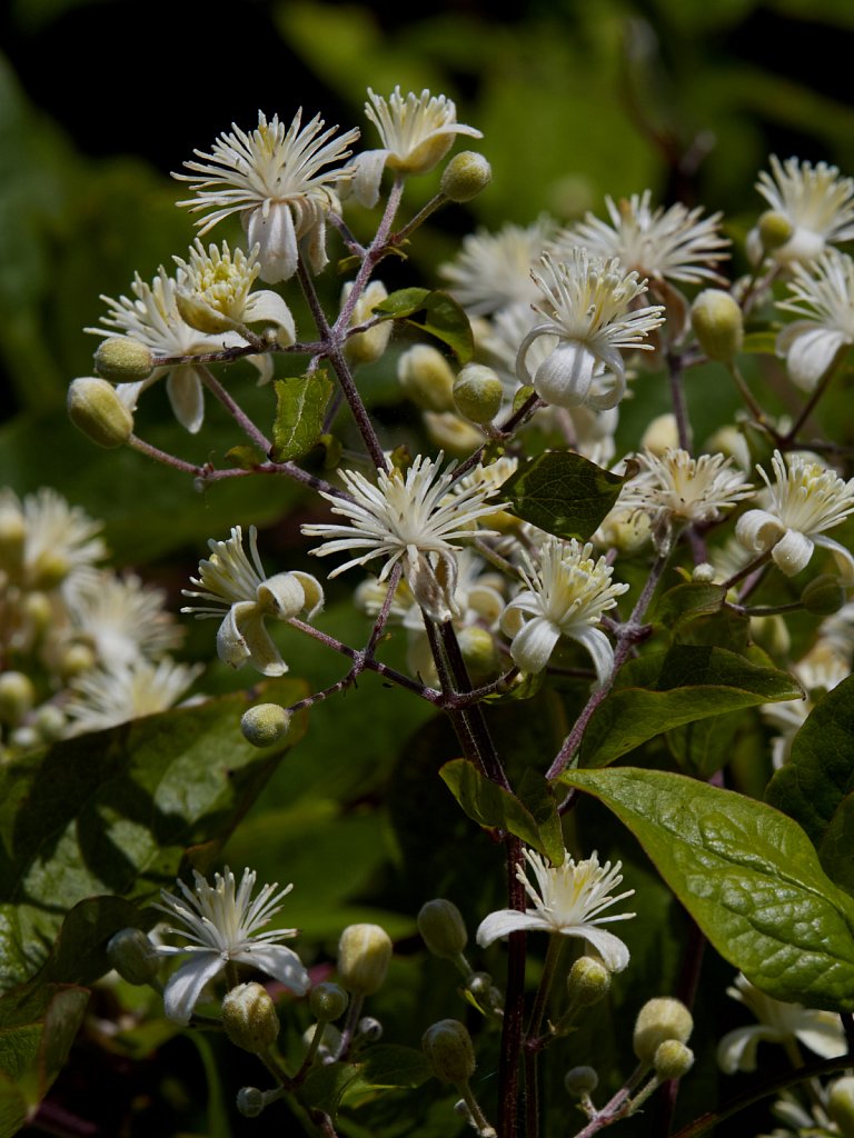 Clematis vitalba (Traveller's-joy)