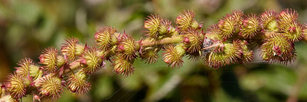 Agrimonia procera (Fragrant Agrimony)