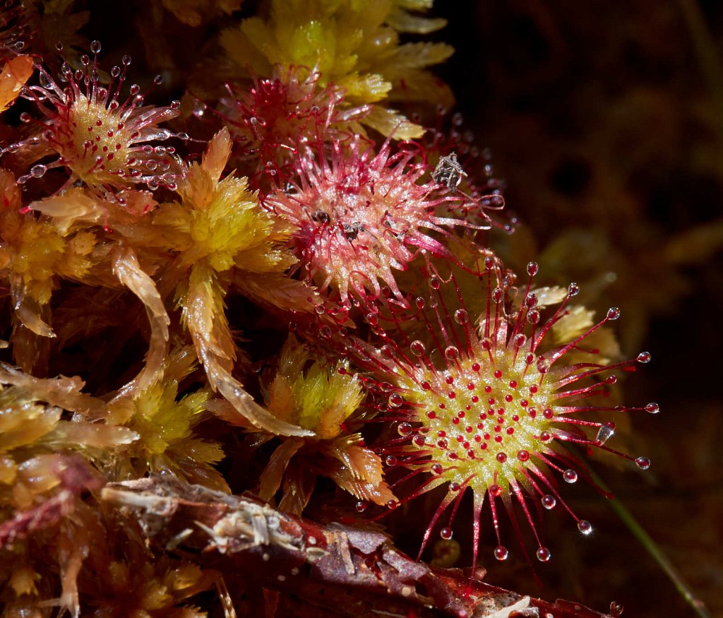 Drosera rotundifolia (Round-leaved Sundew)