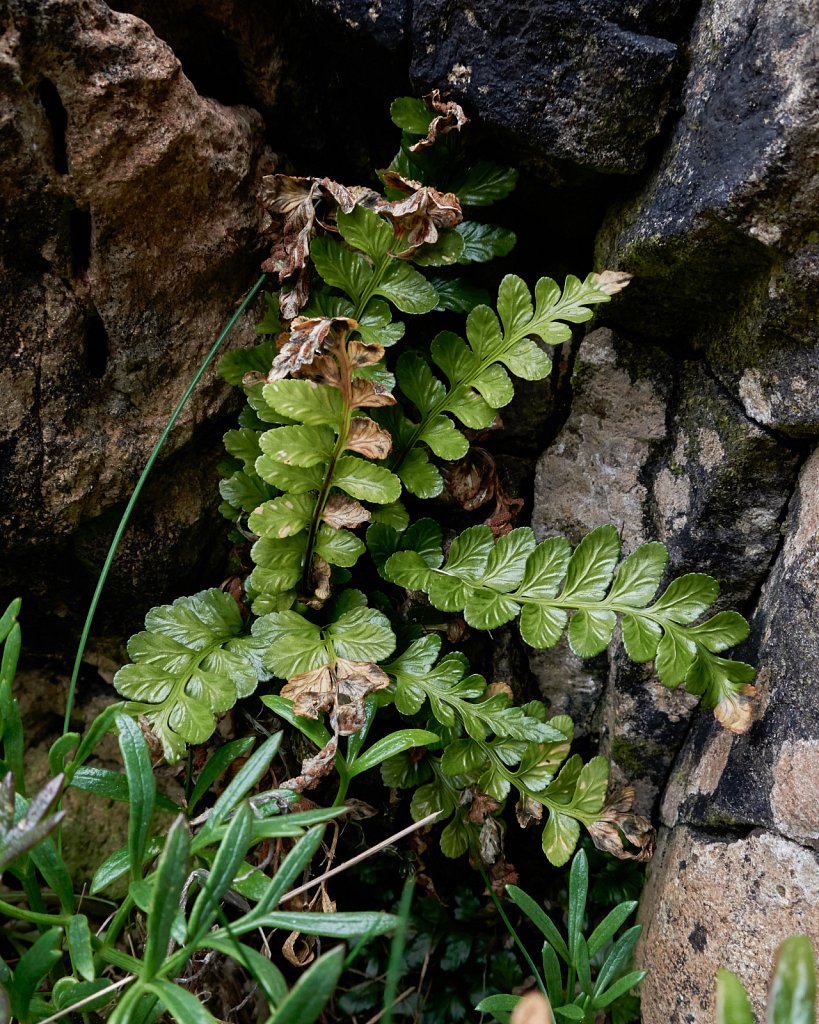       Asplenium marinum (Sea Spleenwort)                         