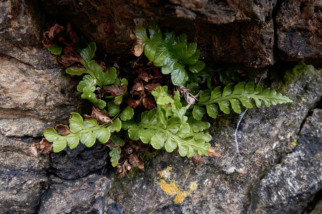       Asplenium marinum (Sea Spleenwort)                         