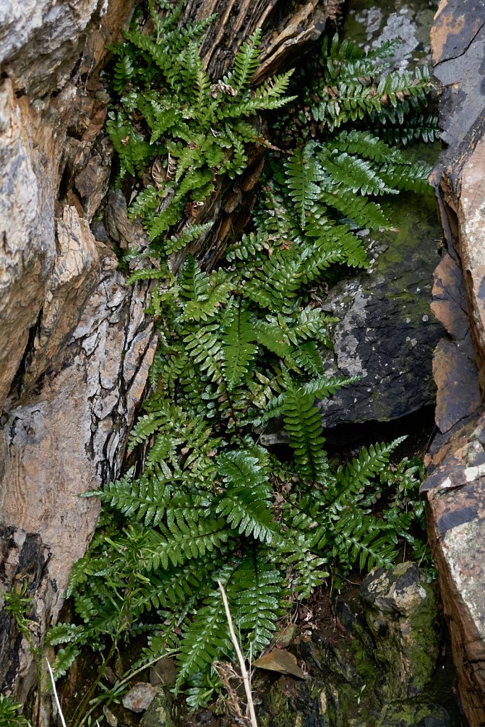       Asplenium marinum (Sea Spleenwort)                         