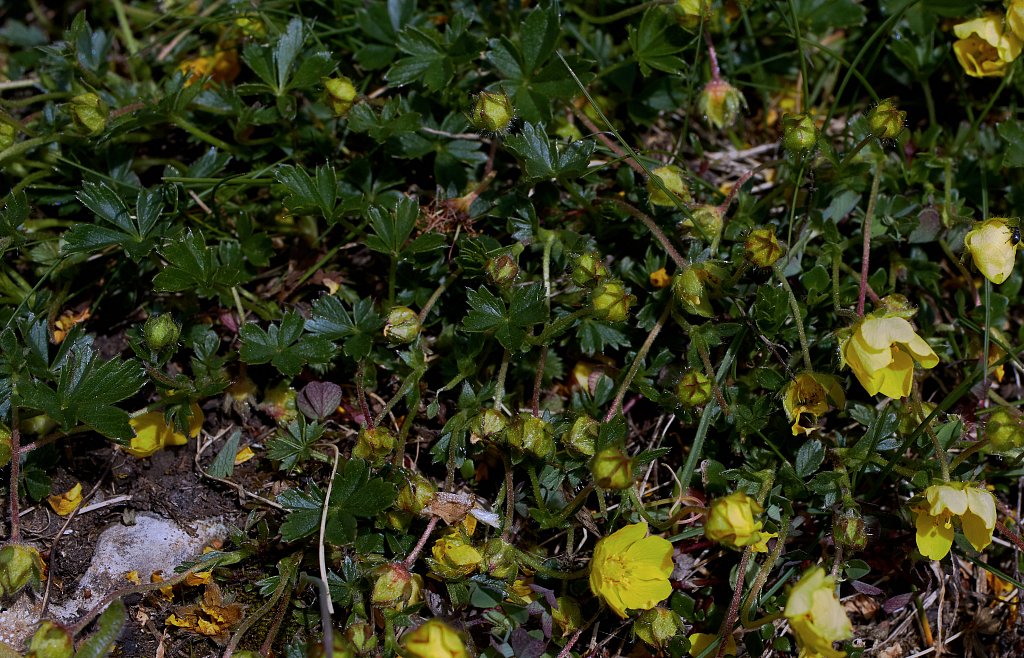 Potentilla verna (Spring Cinquefoil)