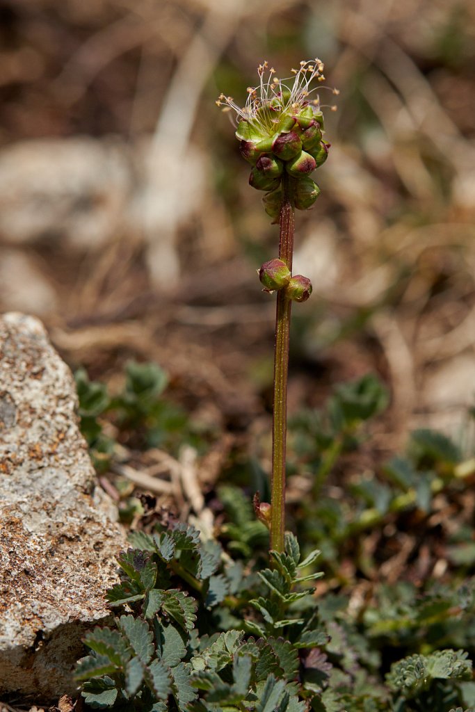 Poterium sanguisorba (Salad Burnet)