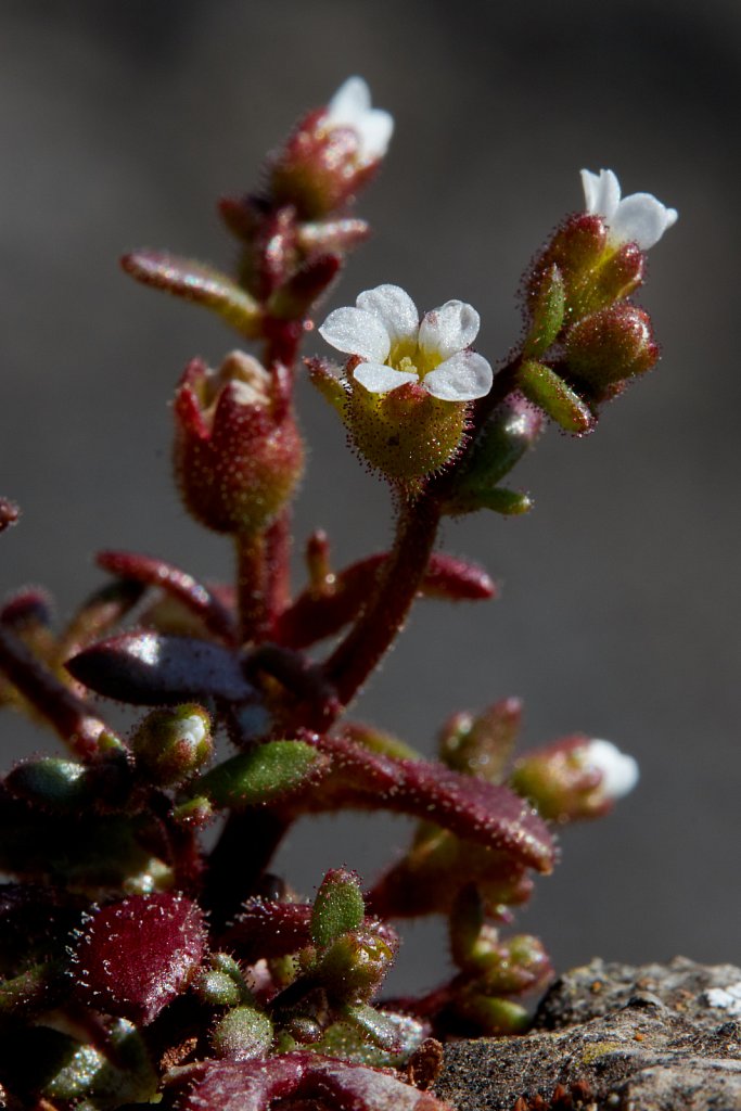 Saxifraga tridactylites (Rue-leaved Saxifrage)