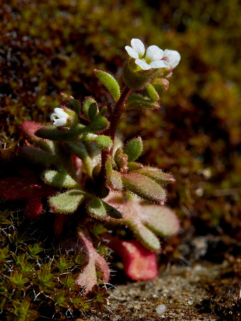 Saxifraga tridactylites (Rue-leaved Saxifrage)