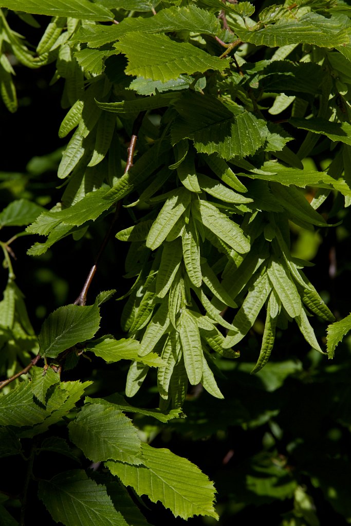 Carpinus betulus (Hornbeam)