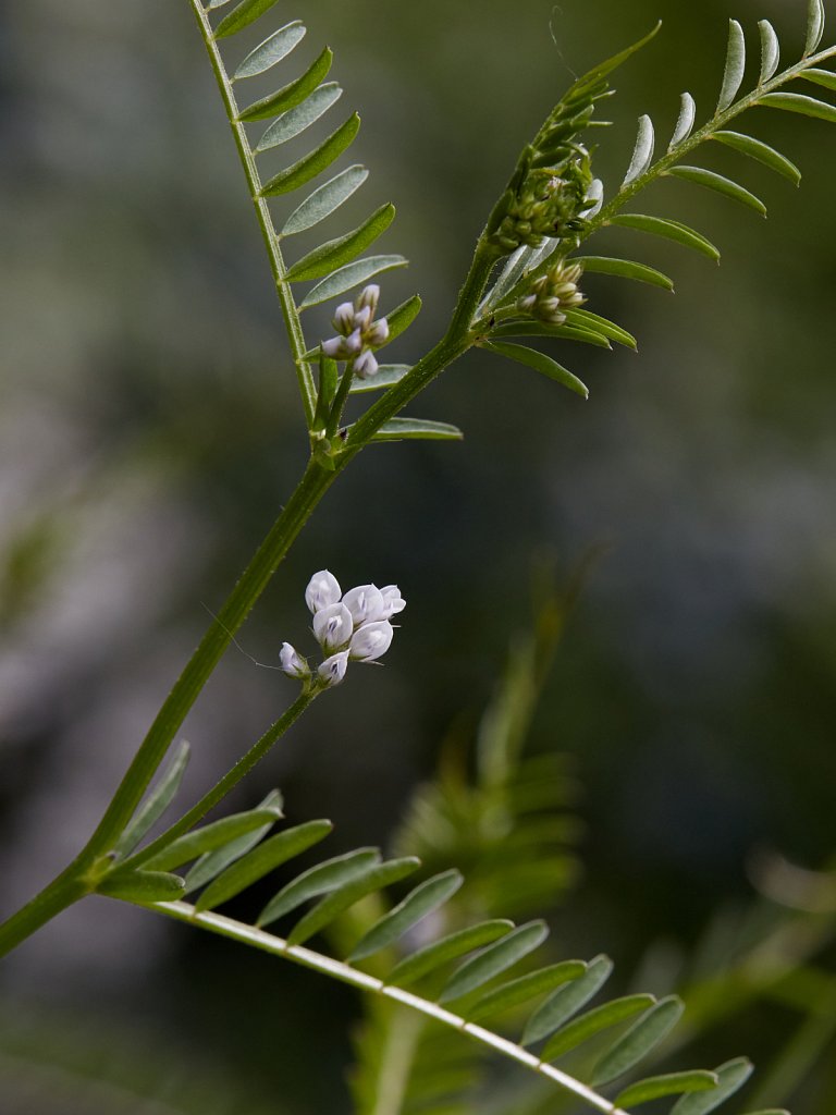 Vicia hirsuta (Hairy Tare)