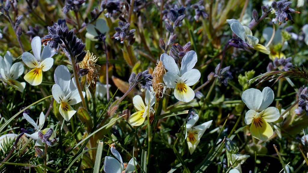 Viola tricolor (Wild Pansy)