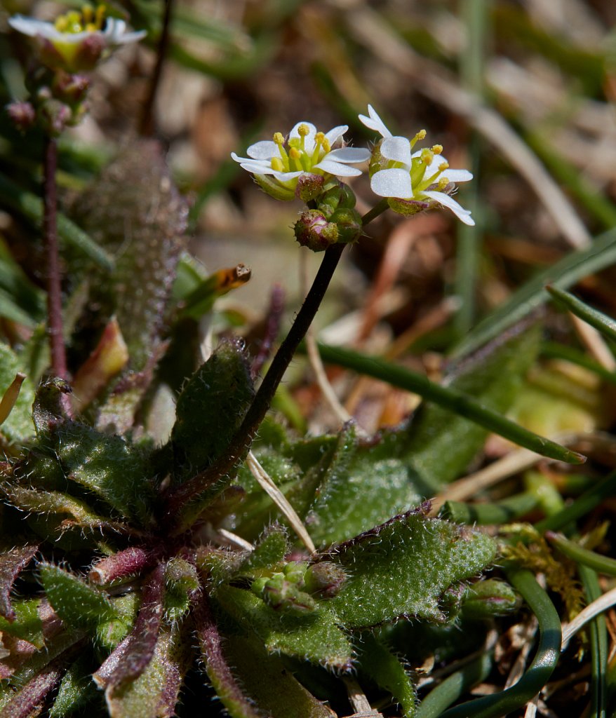 Erophila verna (Common Whitlowgrass)