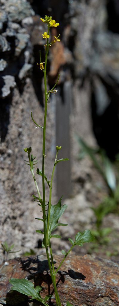 Barbarea Verna (American Winter-cress)