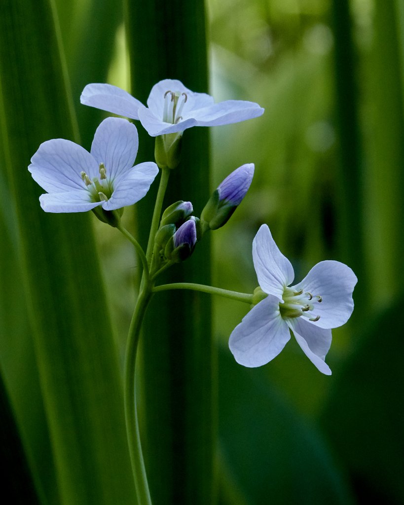 Cardamine pratensis (Cuckooflower)