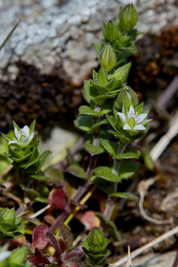 Arenaria serpyllifolia (Thyme-leaved Sandwort)