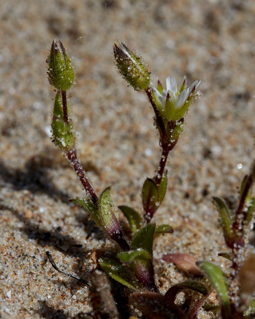 Cerastium diffusum (Sea Mouse-ear)