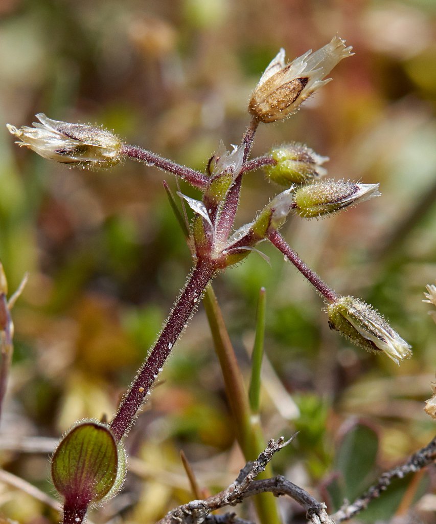 Cerastium semidecandrum (Little Mouse-ear)