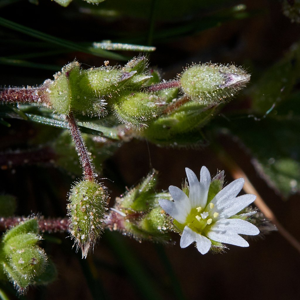 Cerastium diffusum (Sea Mouse-ear)