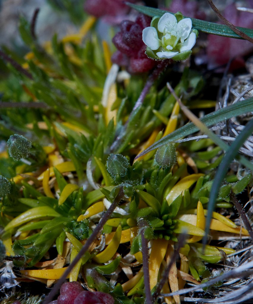 Sagina subulata (Heath Pearlwort)