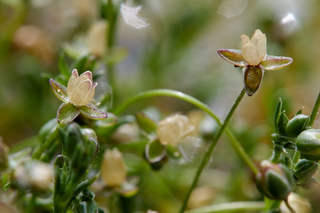 Sagina filicaulis (Slender Pearlwort)