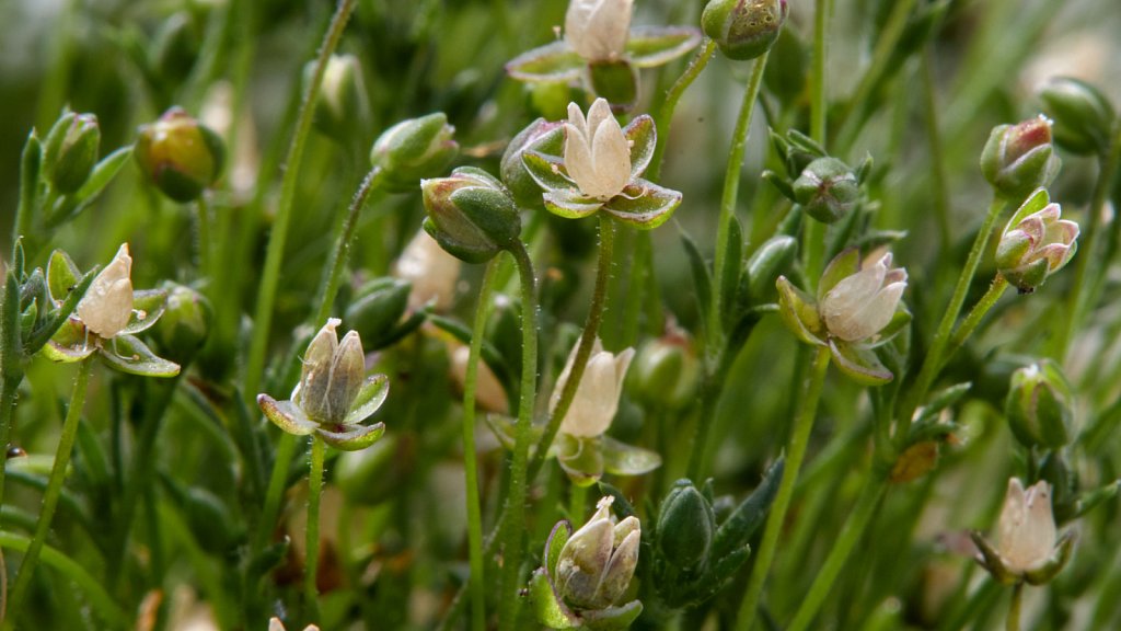 Sagina filicaulis (Slender Pearlwort)