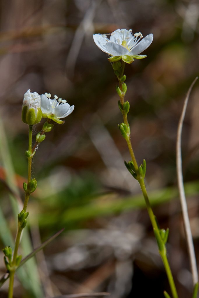 Sagina nodosa (Knotted Pearlwort)