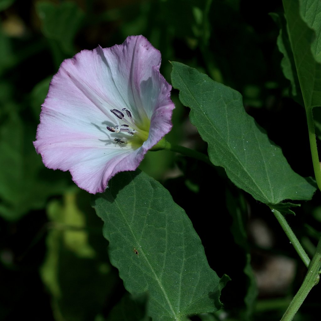 Convolvulus arvensis (Field Bindweed)