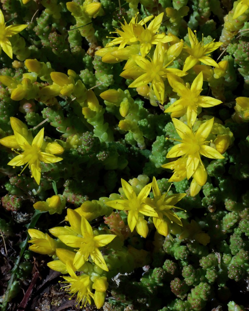 Sedum acre (Biting Stonecrop)