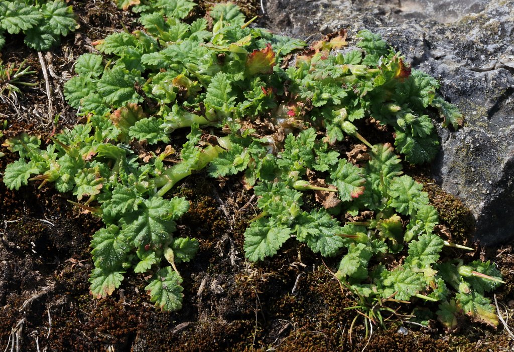 Erodium maritimum (Sea Stork's-bill)