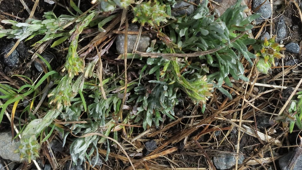 Filago vulgaris (Common Cudweed)