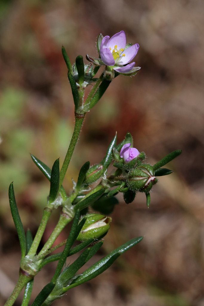 Spergularia marina (Lesser Sea-spurry)