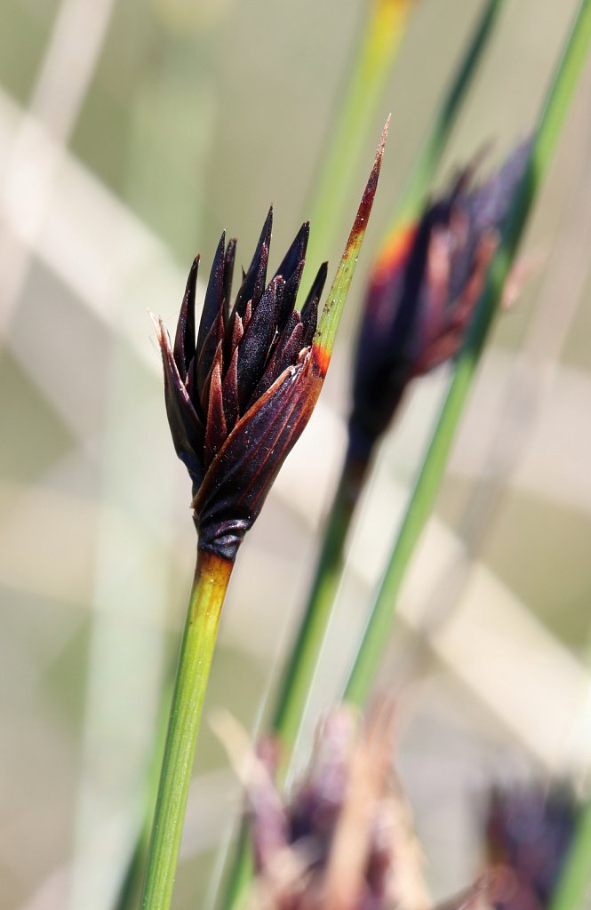 Schoenus nigricans (Black Bog-rush)