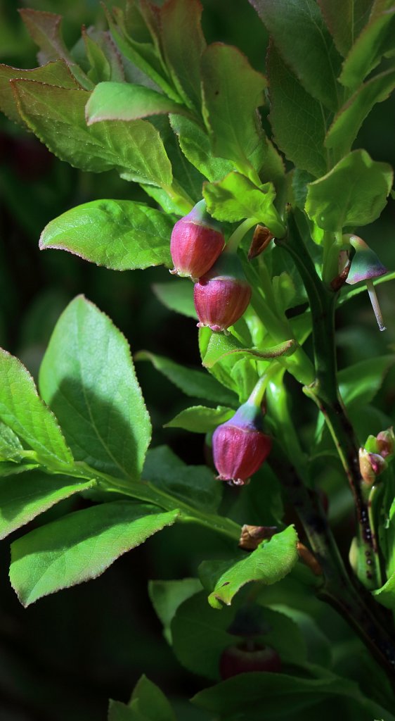 Vaccinium myrtillus (Bilberry)